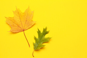 Creative layout of colorful composition of mixed multicolored green orange fallen autumn leaf leaves on yellow background. Natural foliage. Fall concept. Top view. Flat lay. Copy space. Space for text