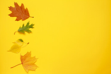 Naklejka na ściany i meble Creative layout of colorful composition of mixed multicolored orange red fallen autumn leaf leaves on yellow background. Natural foliage. Fall concept. Top view. Flat lay. Copy space. Space for text
