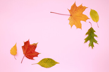 Creative layout of colorful composition of mixed multicolored red orange fallen autumn leaf leaves on rose background. Natural foliage. Fall concept. Top view. Flat lay. Copy space. Space for text