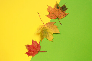 Creative layout of colorful composition of mixed multicolored orange fallen autumn leaf leaves on yellow green background. Natural foliage. Fall concept. Top view. Flat lay. Copy space. Space for text