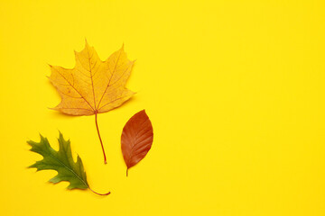 Creative layout of colorful composition of mixed multicolored red green fallen autumn leaf leaves on yellow background. Natural foliage. Fall concept. Top view. Flat lay. Copy space. Space for text