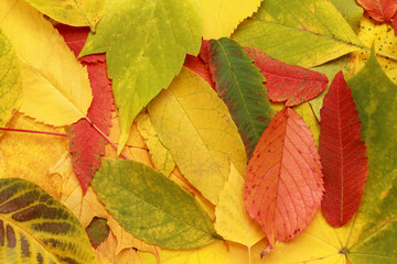 Autumn leaves background. Creative layout of colorful composition of mixed multicolored fallen leaves. Natural foliage. Fall concept. Leaves pattern. Top view. Flat lay. Template. Close Up