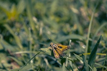 Side closeup of a yellow and gray Fiery skipper with grass blurred background