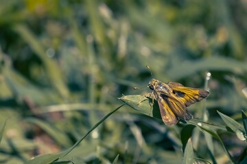 Side closeup of a yellow and gray Fiery skipper with grass blurred background