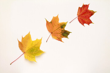 Creative layout of colorful composition of mixed multicolored fallen autumn leaves on white background. Maple leaf. Natural foliage. Fall concept. Top view. Flat lay. Copy space. Space for text