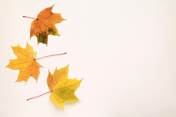 Creative layout of colorful composition of mixed multicolored fallen autumn leaves on white background. Maple leaf. Natural foliage. Fall concept. Top view. Flat lay. Copy space. Space for text