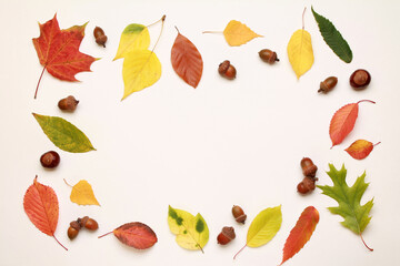 Leaves frame. Layout of colorful composition of mixed multicolored fallen autumn leaves chestnuts on white background. Natural foliage. Fall concept. Top view. Flat lay. Copy space. Space for text