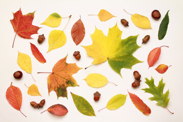 Leaves pattern. Creative layout of colorful composition of mixed multicolored fallen autumn leaves chestnuts on white background. Natural foliage. Fall concept. Autumn mood. Top view. Flat lay.