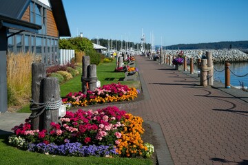 Beautiful colorful flowers along the promenade in Sidney Waterfront - obrazy, fototapety, plakaty