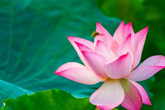 Closeup of bee landing on a pink flower