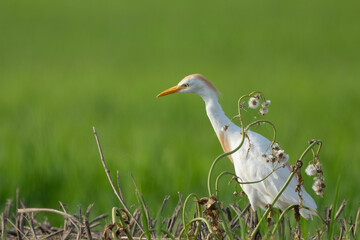 Cattle Egret (bubulcus ibis).

