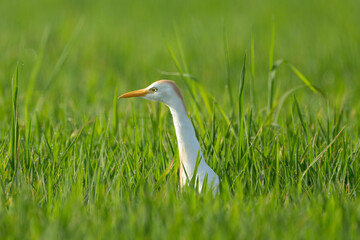 Cattle Egret (bubulcus ibis).

