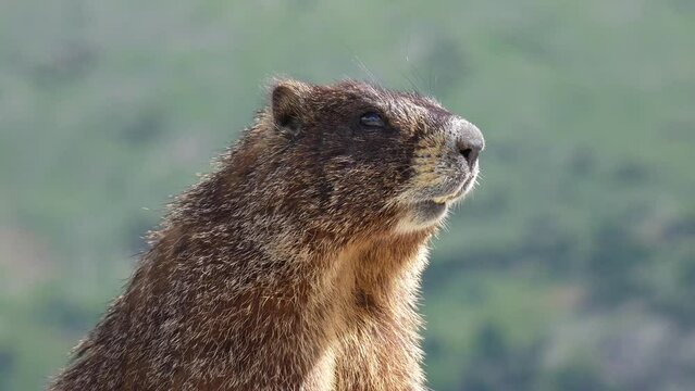 Close-up shot of a beaver on a rocky surface