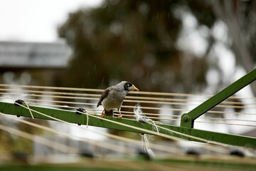 Close-up shot of a noisy miner untying a rope