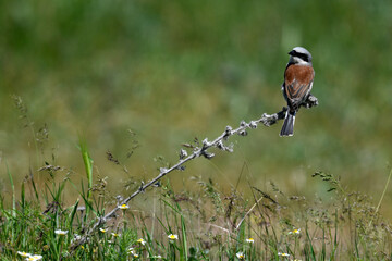 Red-backed Shrike - male // Neuntöter - Männchen (Lanius collurio)
