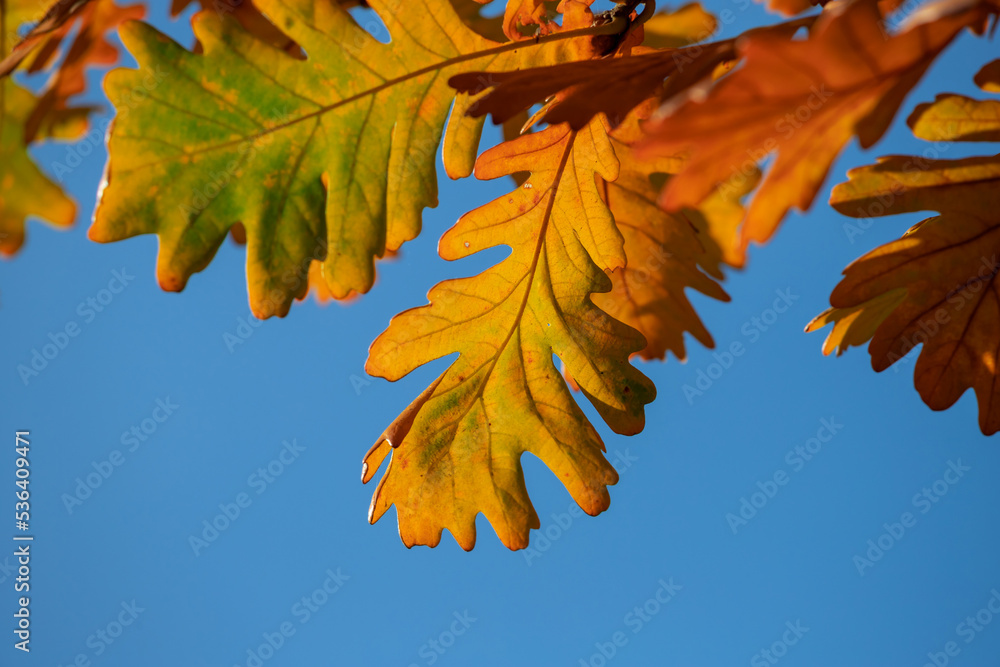 Wall mural Autumn colorful bright leaves on an oak tree