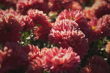 Chrysanthemums pink close-up. Authentic flowers blurred background. Beautiful bright chrysanthemums bloom in the autumn garden. Atmospheric floral arrangement. Growing flowers in an ornamental garden.