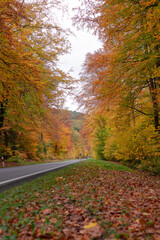 Obraz premium Road in autumn, forest with beautiful colors