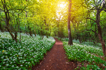 Spring blooming beech forest with beautiful white wild garlic, wild onions (Allium ursinum), garlic flower edible and healthy, Mecsek  middle mountains - 536410226