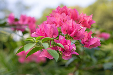 Pink flowers in the garden