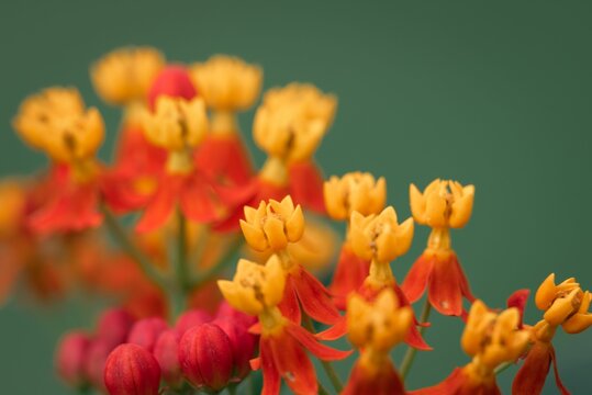 Closeup shot of yellow and red flowers in bloom