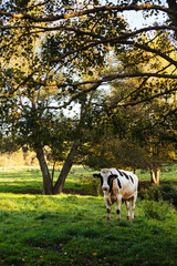 cow in a meadow, white bull on green grass