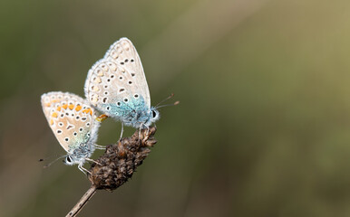 Two small blues sit on the top of dry grass in autumn and unite for the purpose of reproduction.