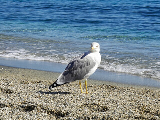  A specimen of gabian, also called Yellow-legged Gull (Larus michahellis). 