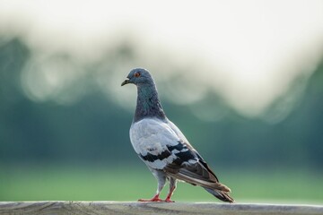 Close-up profile view of a pigeon perching on the fence before the blurred background