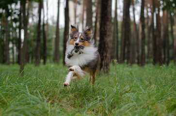 Naklejka na ściany i meble Cute tricolor sheltie dog is playing on the green grass outside in forest or park. Shetland sheepdog carries a gray rope toy in its mouth and running