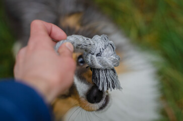 Cute tricolor sheltie dog is playing on the green grass outside in forest or park. Shetland sheepdog and gray rope toy