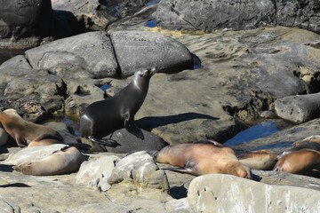Group of sea lions on stones during the daytime