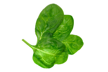Several flawless green fresh spinach leaves on a white background