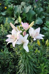 Beautiful white lilies bloom on background of greenery