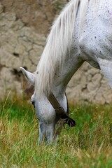 Vertical shot of a Connemara Pony grazing in the grass on the farm