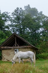 Vertical shot of a Connemara Pony grazing in the grass on the farm