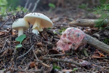 False Death Cap . Amanita Citrina . Gelber Knollenblätterpilz