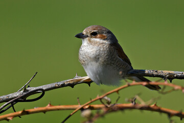 Red-backed Shrike // Neuntöter (Lanius collurio)