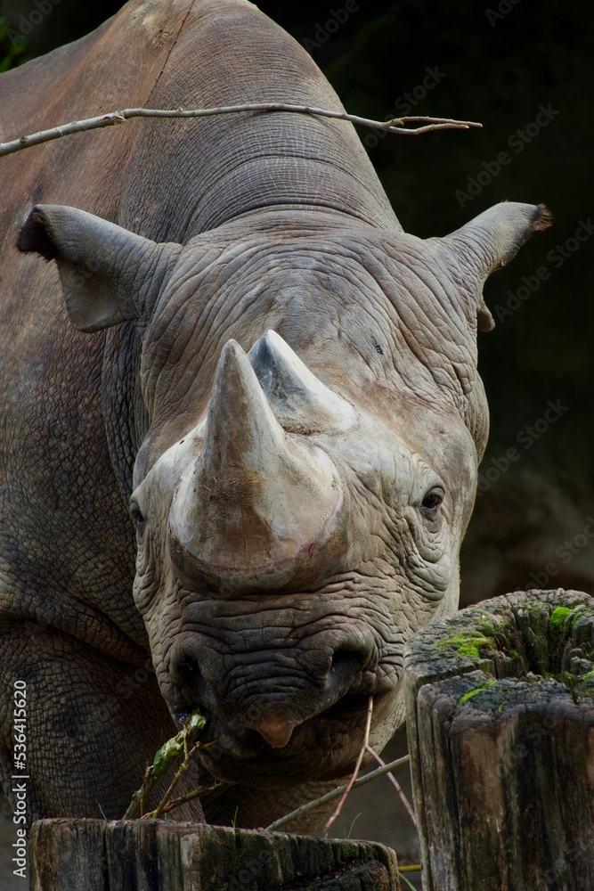 Wall mural Vertical closeup shot of a baby rhino in a zoo in Africa