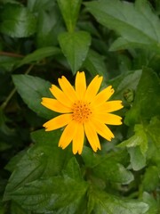 yellow flower
