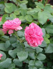 Two flowers of a double pink climbing rose against a background of greenery in autumn, selective focus, vertical orientation