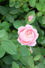 Delicate flower of an English rose against a background of greenery in autumn, selective focus, vertical orientation