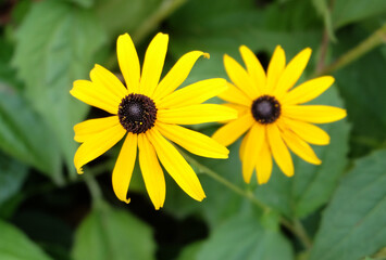 Yellow flowers Black-eyed-Susan (Rudbéckia) in a flower bed in autumn, macro photography, selective focus, horizontal orientation