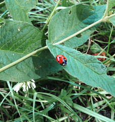 Ladybug with red shell in black polka dots on the stem of a green plant.