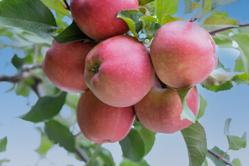 red apples hang on a tree branch with green leaves against a blue sky