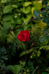 red rose in the garden