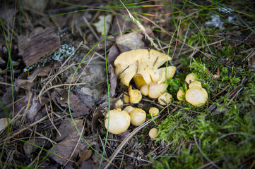 Close up of fresh golden chanterelles in moss wood dirt in forest vegetation. Group of yellow cap edible mushrooms growing among trees in Sweden. Nature scenery of autumn ground, outdoor nature