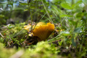 Close up of fresh golden chanterelles in moss wood dirt in forest vegetation. Group of yellow cap edible mushrooms growing among trees in Sweden. Nature scenery of autumn ground, outdoor nature
