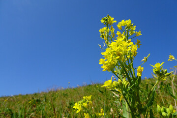 Obraz premium 菜の花