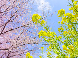 菜の花